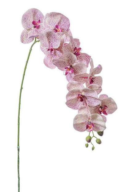 60" Phalaenopsis Stem Purple/green