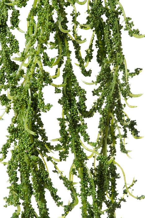 5ft Artificial Amaranthus Hanging Spray Green