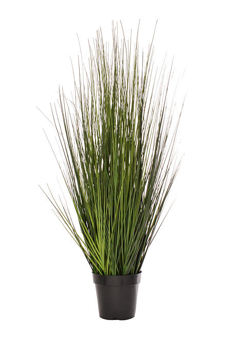36" Potted Fountain Grass Two Tones Green