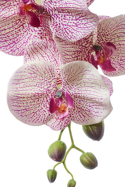 60" Phalaenopsis Stem Purple/green
