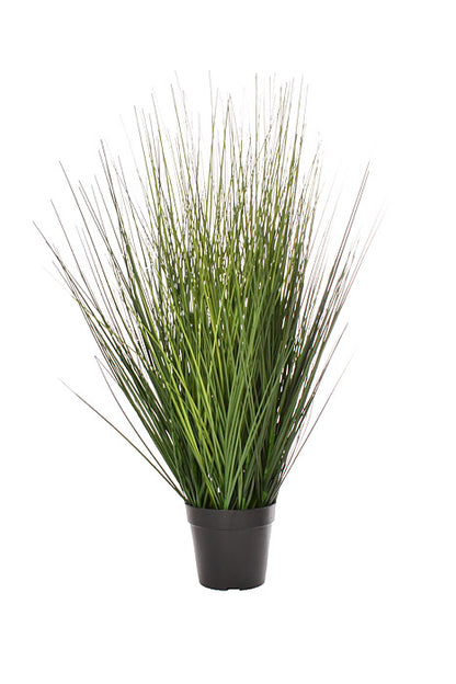 30" Potted Fountain Grass Two Tones Green