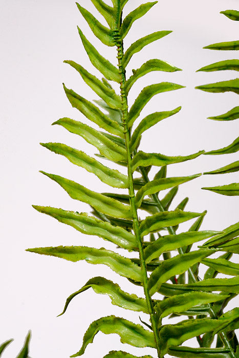 22" Real Touch Ruffle Fern In Pot Green