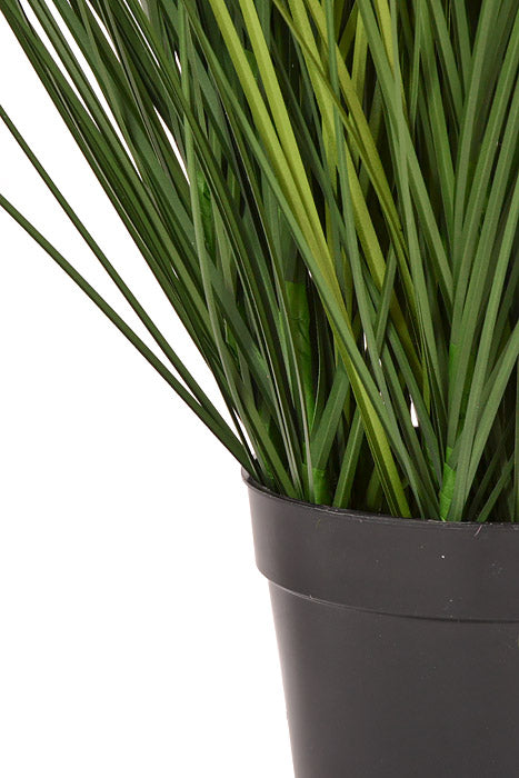 30" Potted Fountain Grass Two Tones Green