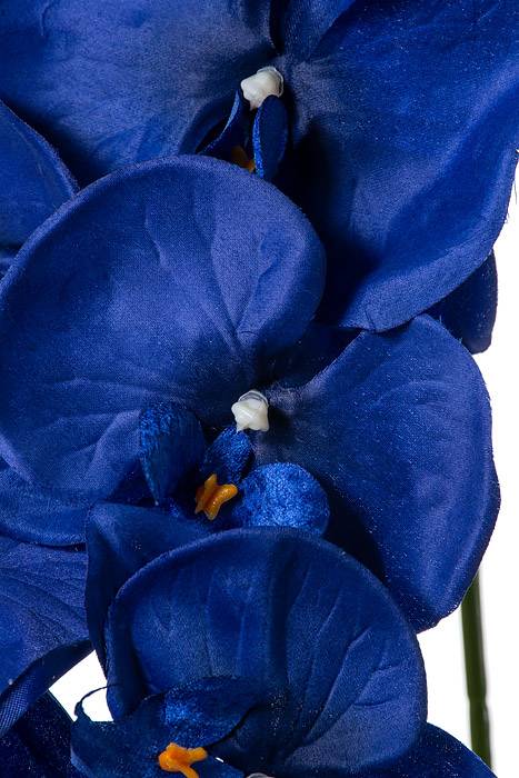 42.5" Orchid Spray Royal Blue