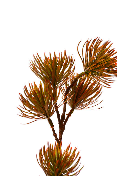 37" Thistle Spray Green/Light Brown