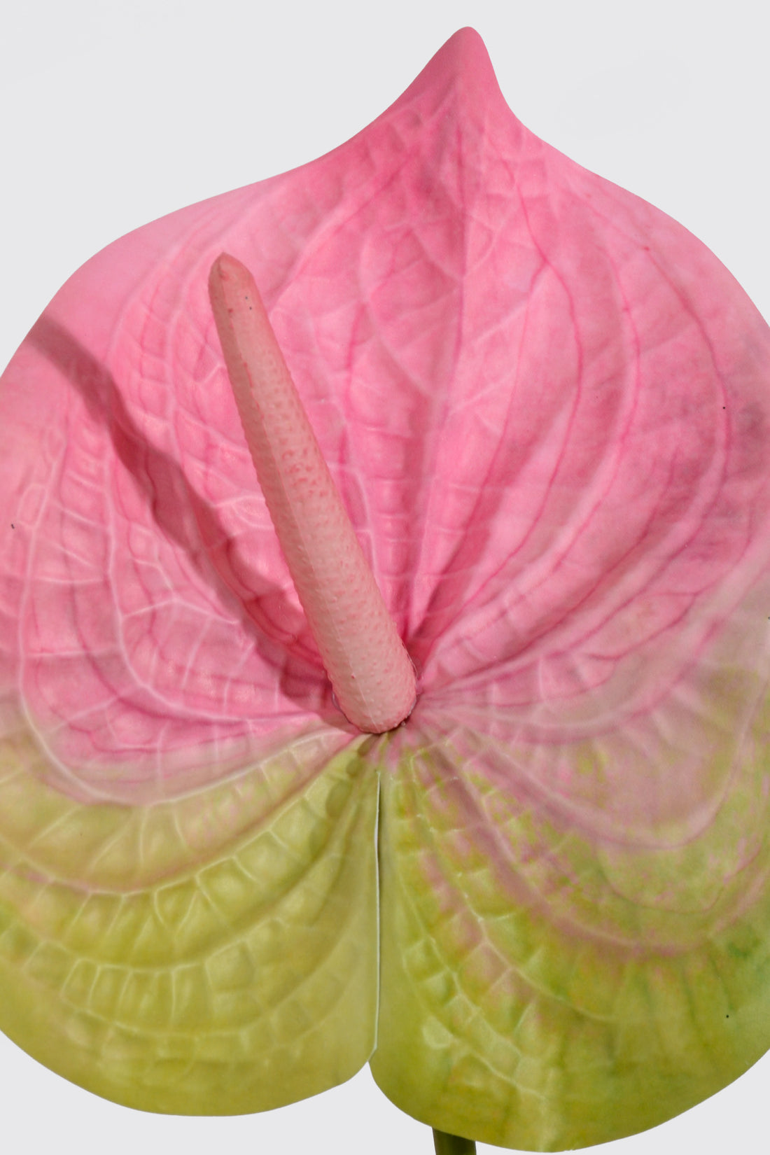 31.5" Artificial Anthurium Spray Pink/Green