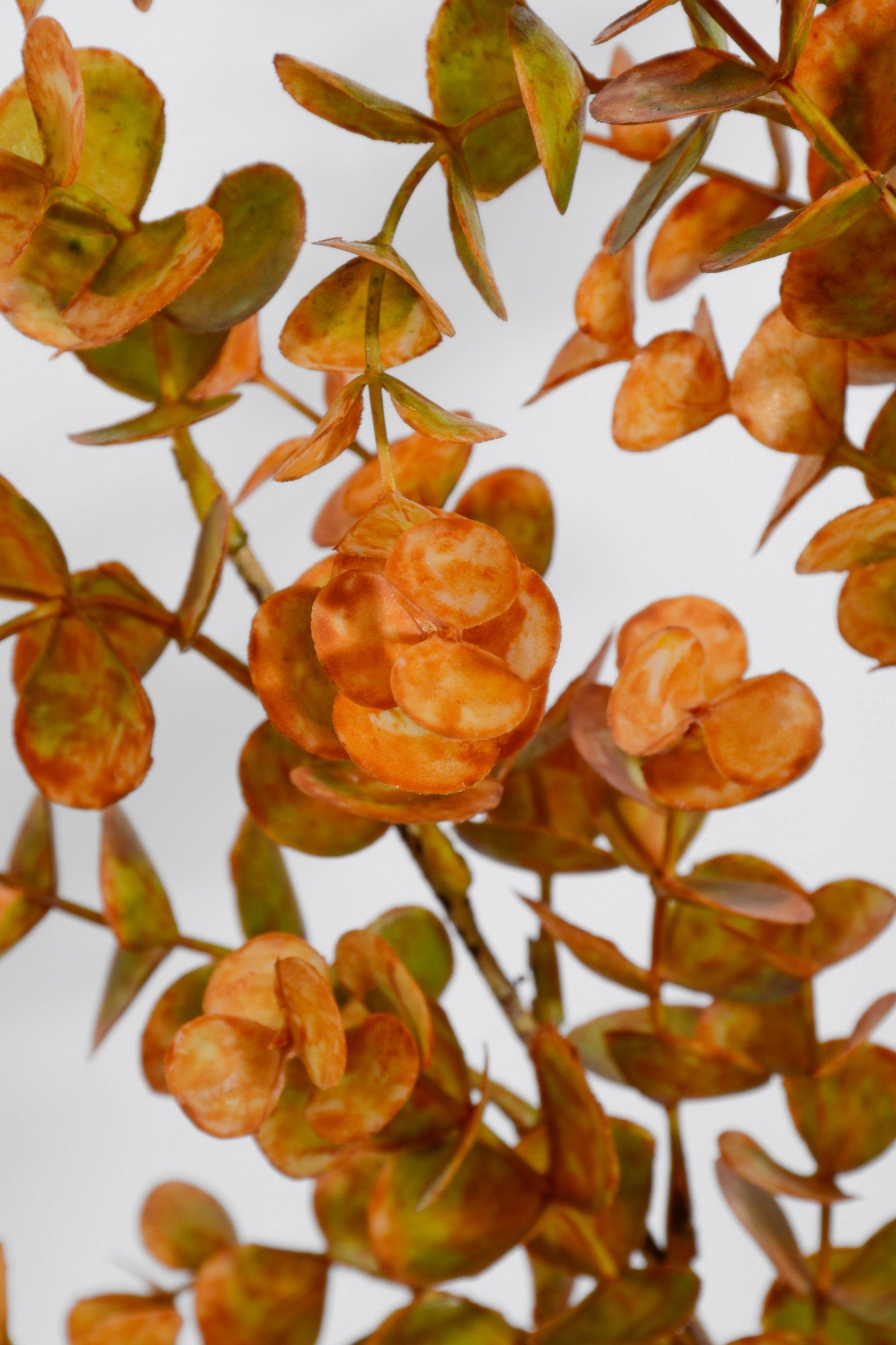 24" Eucalyptus Bush Orange/Green
