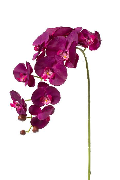 33.5" Phalaenopsis Stem Purple