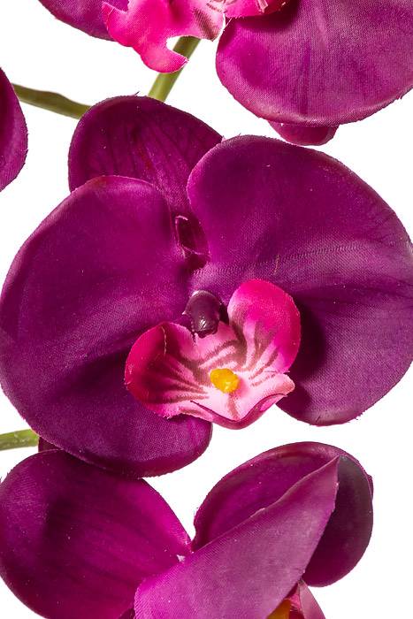 33.5" Phalaenopsis Stem Purple