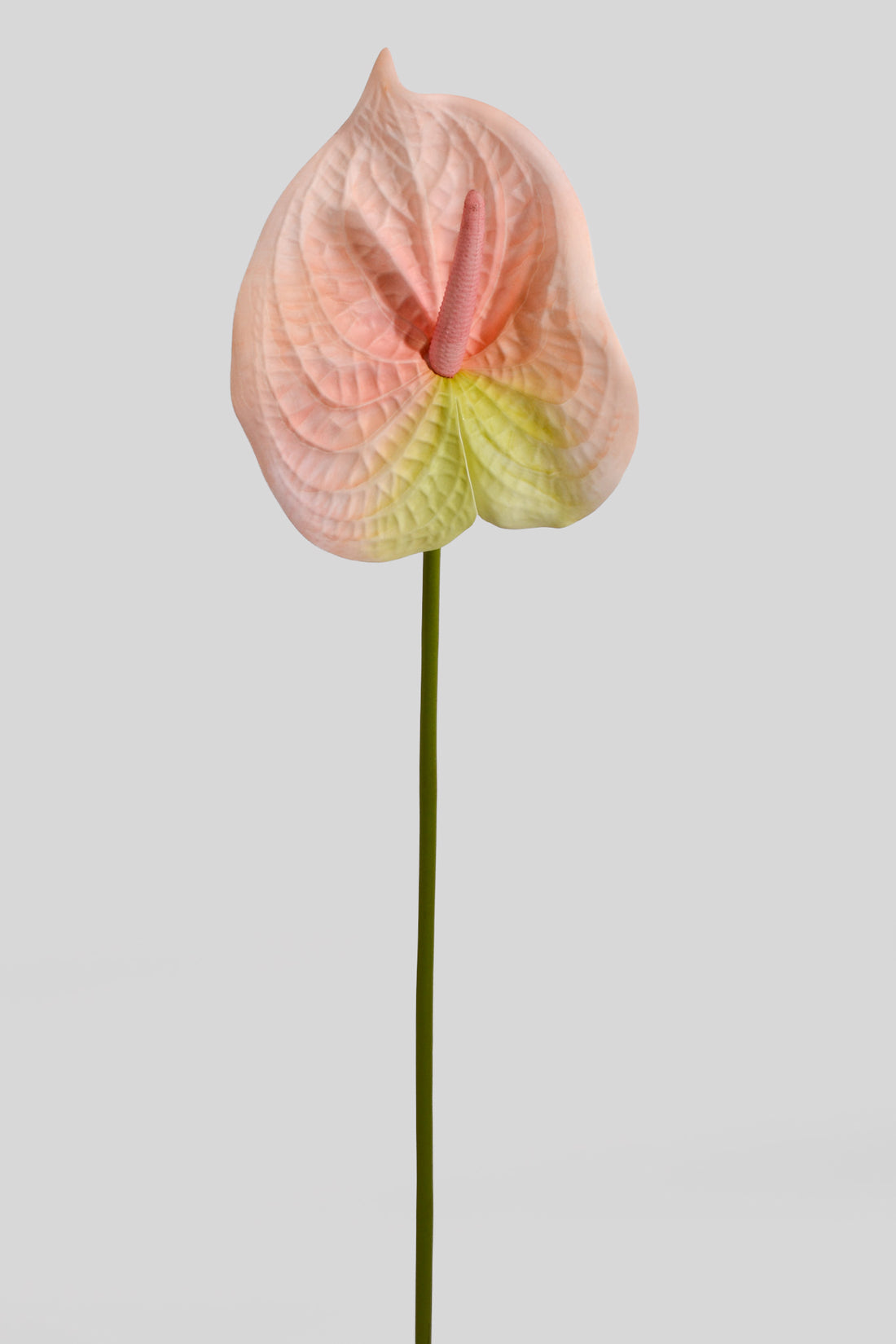 31.5" Artificial Anthurium Spray Light Pink/Green