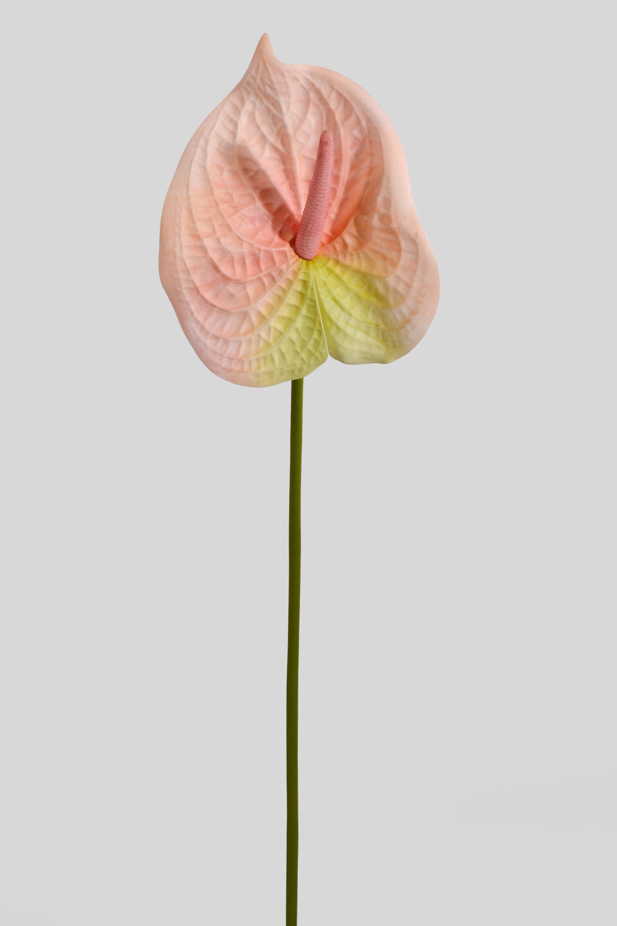 31.5" Artificial Anthurium Spray Light Pink/Green