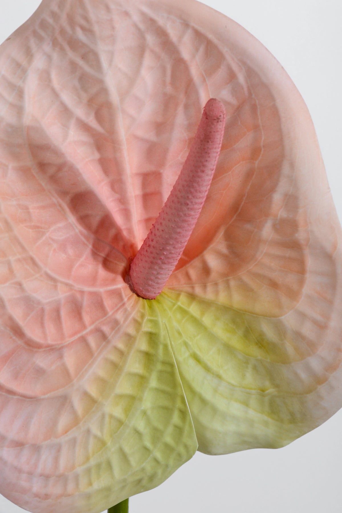 31.5" Artificial Anthurium Spray Light Pink/Green