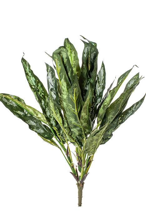 18.5&quot; Si Queen Bush Green