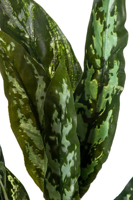 18.5" Si Queen Bush Green