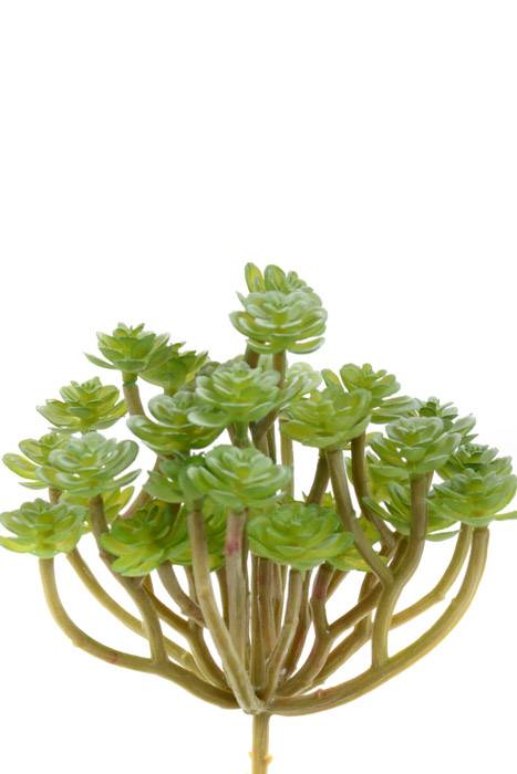 5.5" Soft Sedum Pick Green/gray