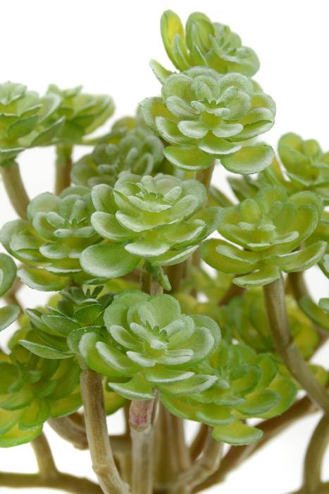 5.5" Soft Sedum Pick Green/gray