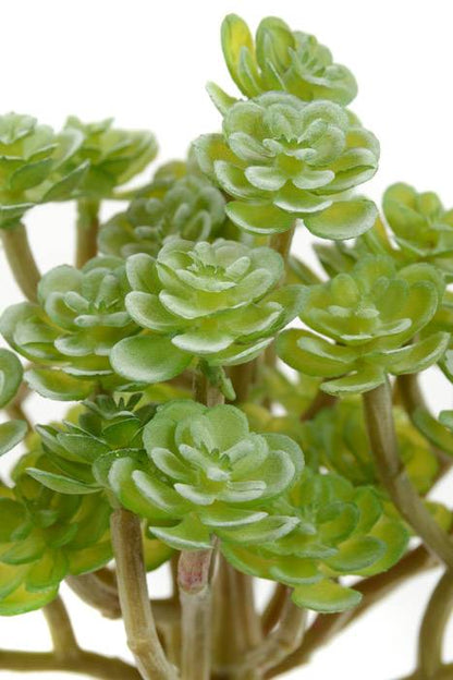 5.5" Soft Sedum Pick Green/gray