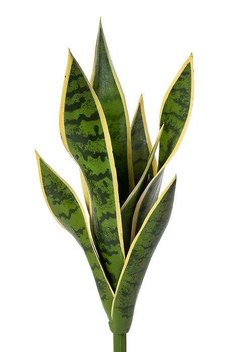 15.5" Mother-in-law&