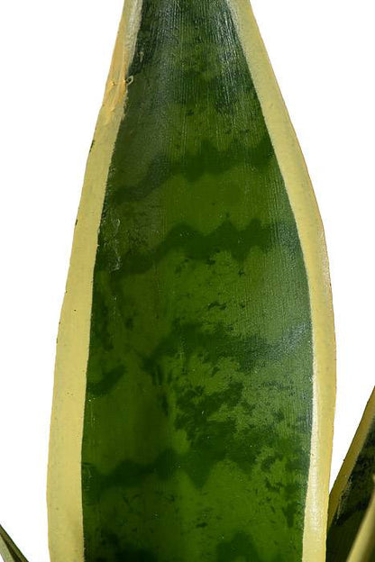 15.5" Mother-in-law&