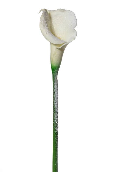 34" Artificial Snowed Calla Lily Spray White/Snow