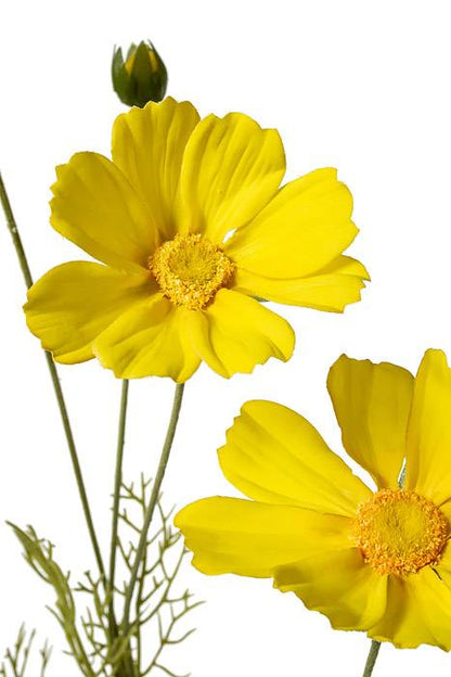 36" Silk Cosmos Spray Yellow