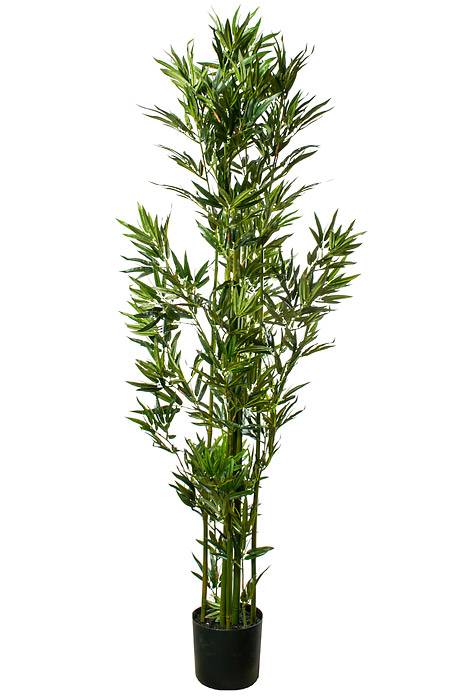 6ft Mini Bamboo Tree In Pot Green