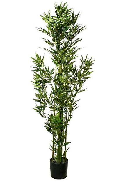 6ft Mini Bamboo Tree In Pot Green