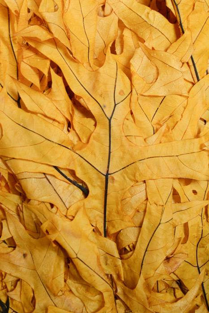 Transparent Oak Leaves 1lb Yellow