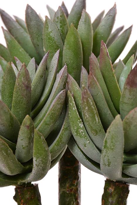 8" Mini Agave Green Frosted