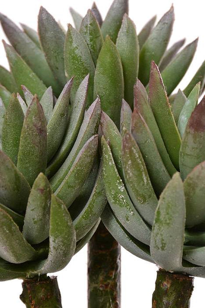 8" Mini Agave Green Frosted