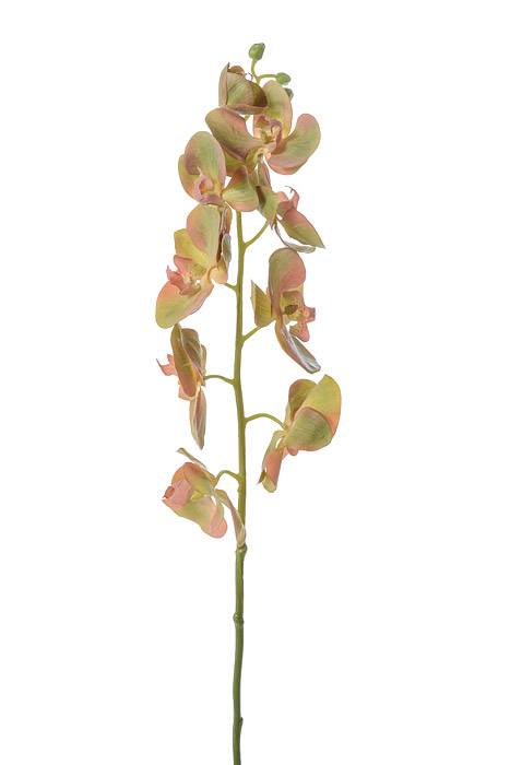 30" Phalaenopsis Spray Green/burgundy
