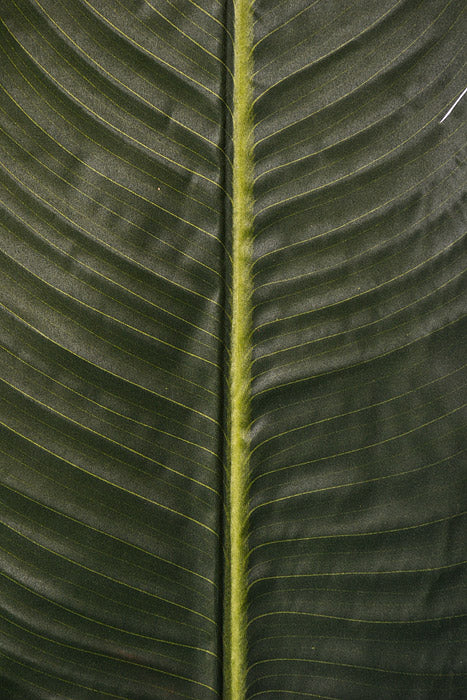 59" Banana Leaf Stem Green