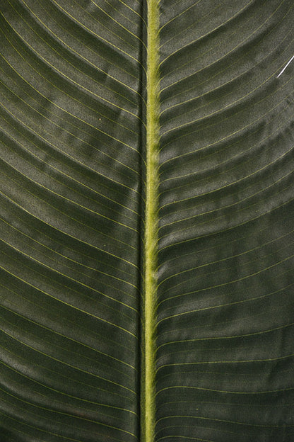 59" Banana Leaf Stem Green