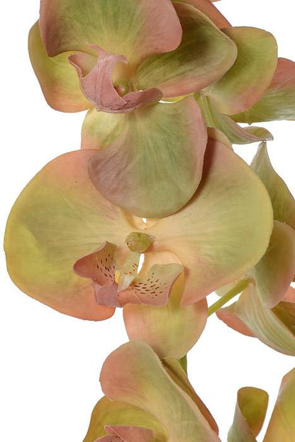 30" Phalaenopsis Spray Green/burgundy