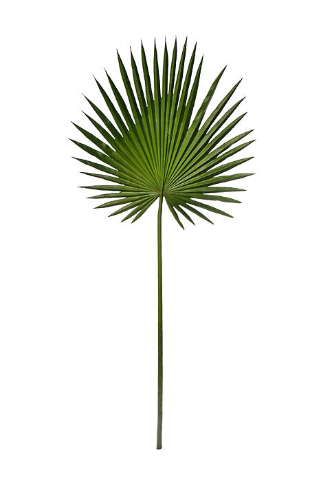 44" Fan Palm Leaf Green