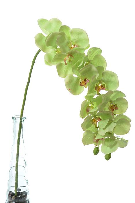 41" Phalaenopsis Spray Green
