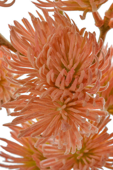 19" Thistle Spray Peach