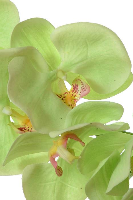 41" Phalaenopsis Spray Green