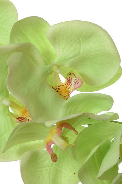 41" Phalaenopsis Spray Green