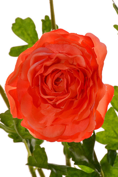 19&quot; Ranunculus Bush Orange