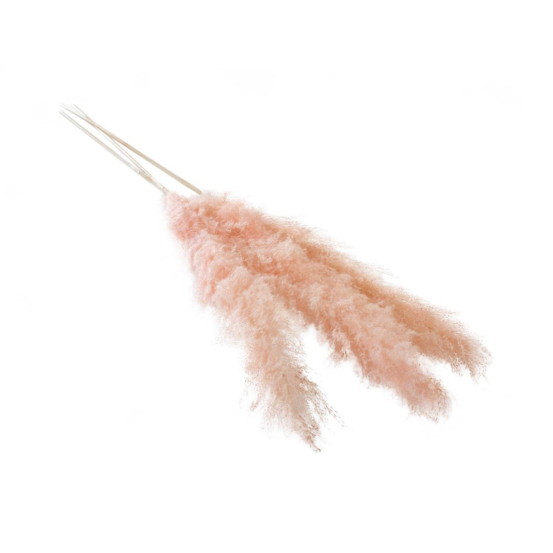 55"-62" Pampas Grass Pink Pkg/3
