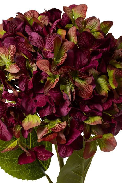 44" Single Giant Silk Hydrangea (Eggplant)