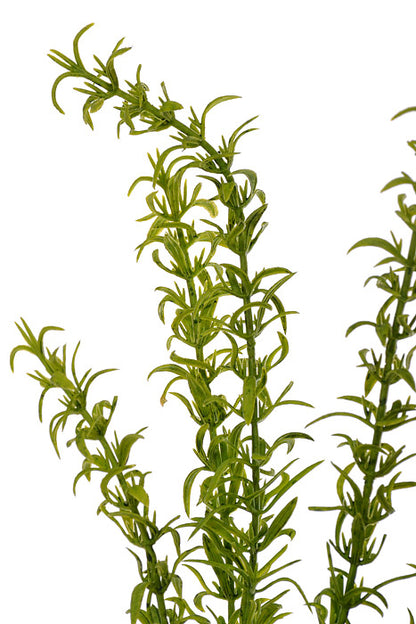 17" Thyme Bush Green