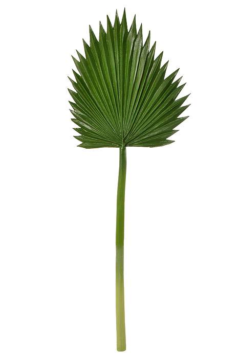 37" X 12.5" Fan Palm Leaf Spray Green