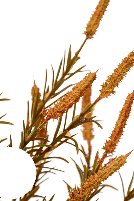 38" Setaria Bush Light Orange/Green