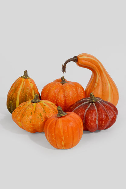 Mixed Pumpkin In Net Orange Pkg/6
