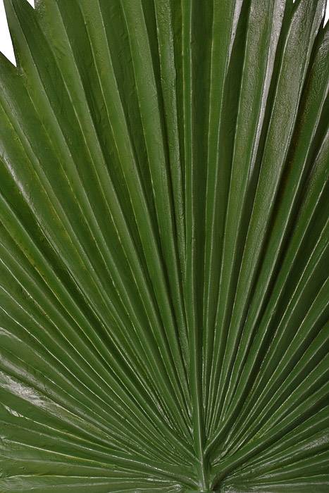 37" X 12.5" Fan Palm Leaf Spray Green