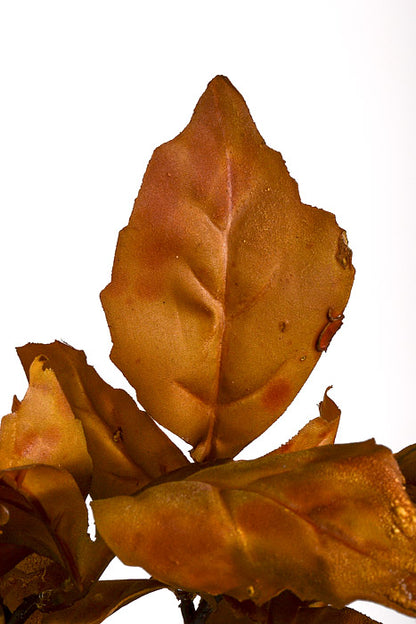 32" Silk Peony Leaf Spray Burgundy