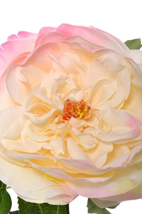 20" Silk English Rose Spray Beige/Pink