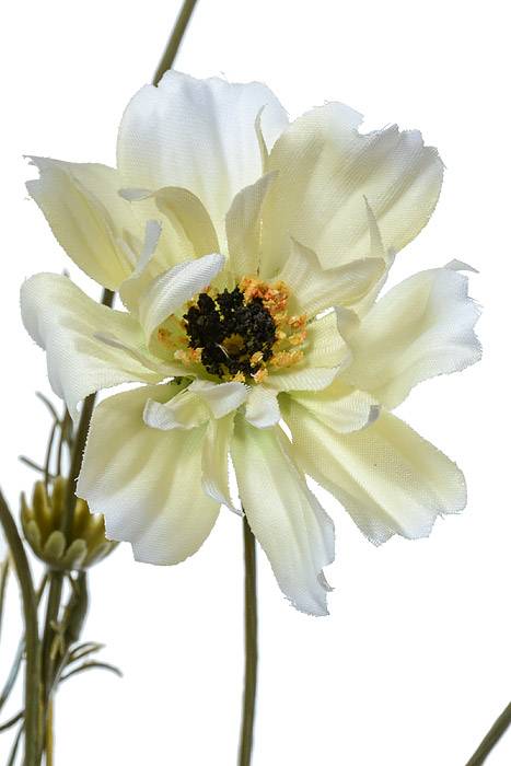 32" Silk Cosmos Spray Cream